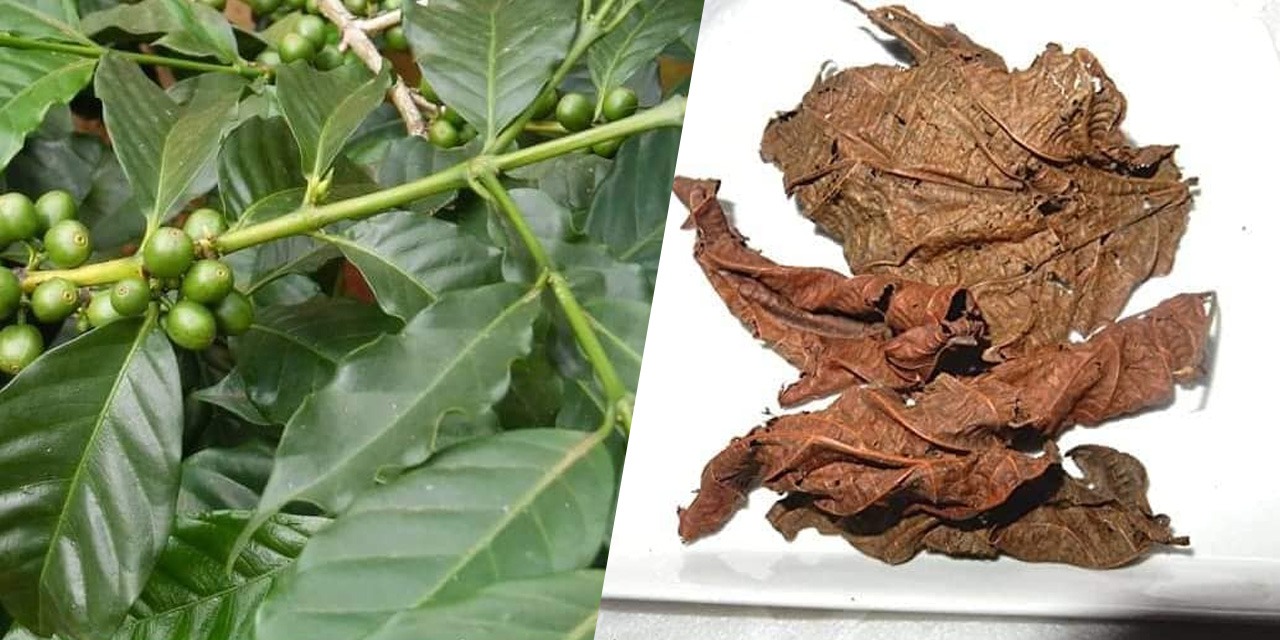 Les feuilles de Djéka : la plante très consommée par la femme